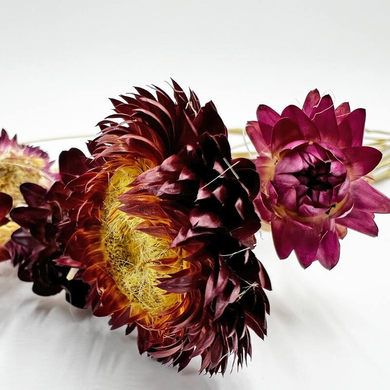 Bundle of 4 Dried Preserved Ruby Daisy Flower in 21" Multiple Colors - Bundle of 4