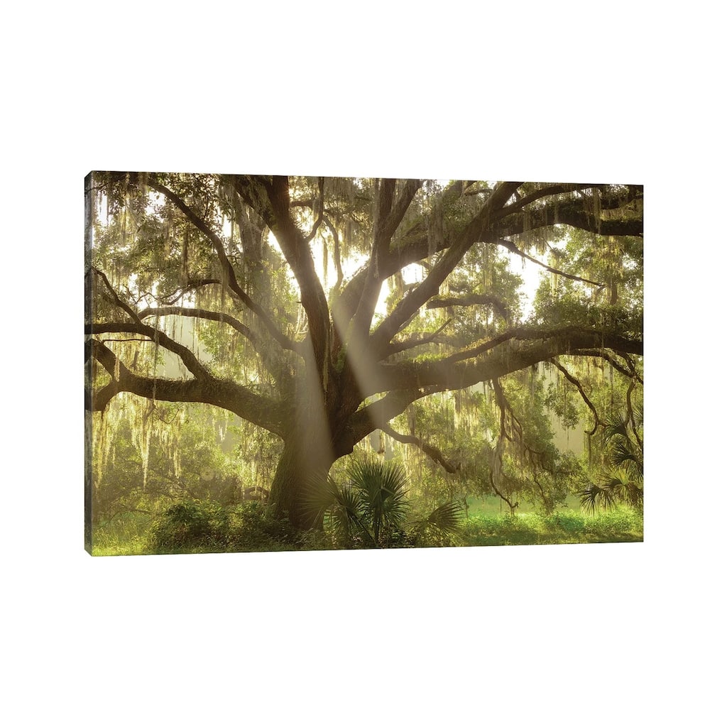 iCanvas "Beautiful Southern Live Oak tree, Flordia" by Maresa Pryor Canvas Print