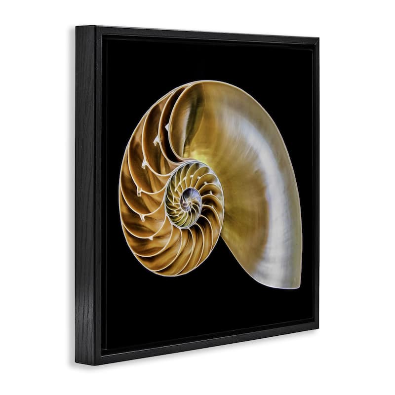 Stupell Tan Nautilus Shell on Black Framed Floater Canvas Wall Art Design By Mary Lou Johnson