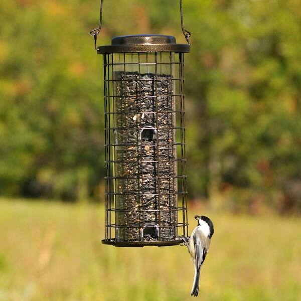 Shop Perky Pet 114 Squirrel Stumper Bird Feeder 3 Lbs 12 9 X7 5