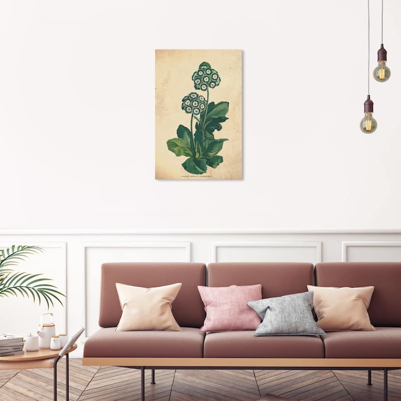 Wynwood Studio Canvas Floral and Botanical Primula Auricula Botanical Green and Dark Purple Traditional Wall Art Canvas Print - 30 x 20