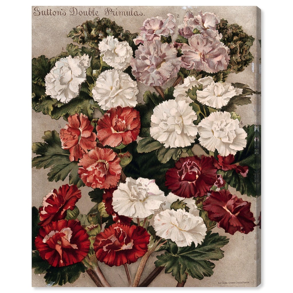 Flowered Primulas Canvas by Art Remedy, Gallery Wrapped