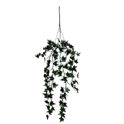 Holland Ivy Hanging Plant With White Pot - 26 Inches