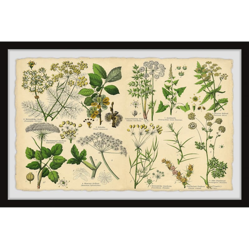 Selinum Carvifolia Framed Print