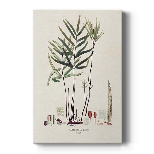 slide 2 of 9, Botanical Society Ferns XI Premium Gallery Wrapped Canvas - Ready to Hang 12X18