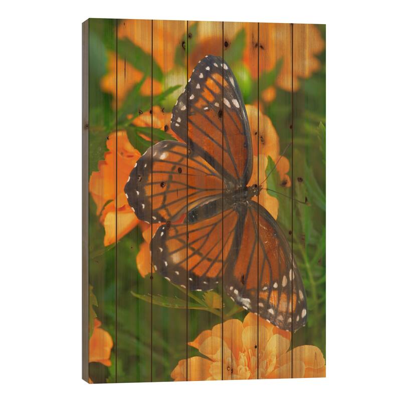 Open-Winged Viceroy In Zoom Among Marigolds Print On Wood by Darrell Gulin - Multi-Color - 26x18x1.5