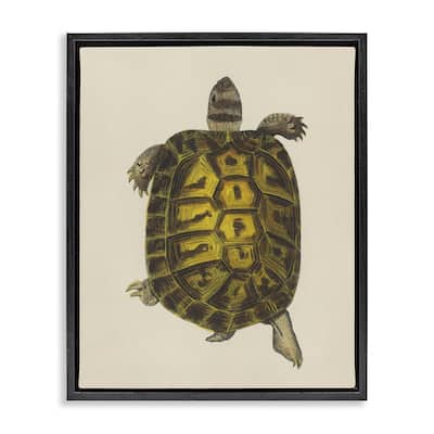 Stupell Vintage Maritime Tortoise Framed Floater Canvas Wall Art Design By Phillipa Katz
