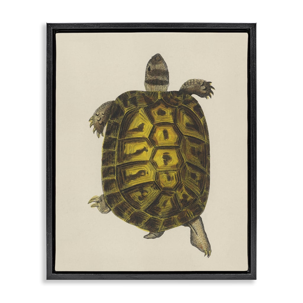 Stupell Vintage Maritime Tortoise Framed Floater Canvas Wall Art Design By Phillipa Katz