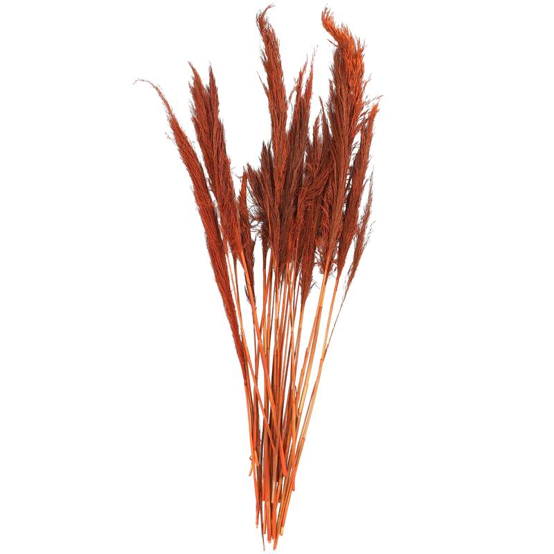 Orange Dried Plant Tall Pampas Grass Home Decor Natural Foliage