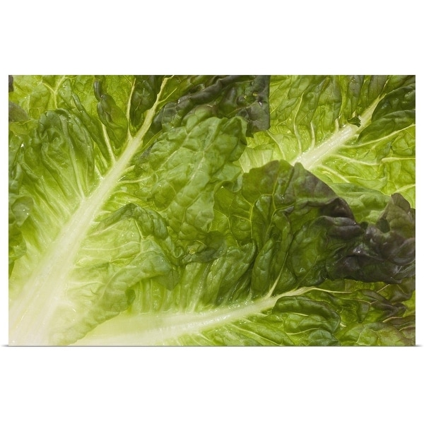 "Lettuce" Poster Print