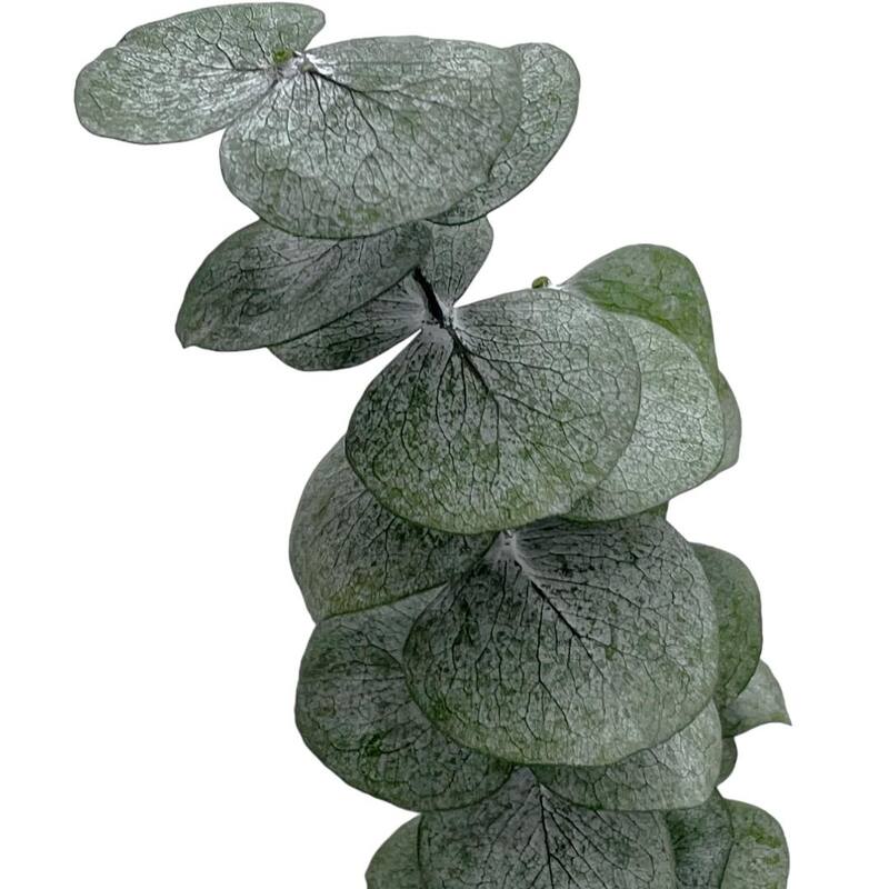 Bundle of 4 Preserved Eucalyptus Leaves ,17-23" long - 20 inches