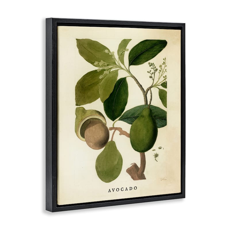 Stupell Vintage Avocado Plant Framed Floater Canvas Wall Art Design By Lil' Rue