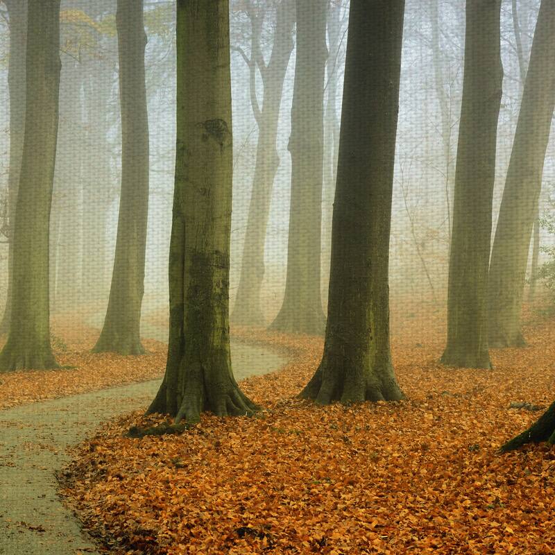 Misty Twisty by Lars Van de Goor Canvas Art Print