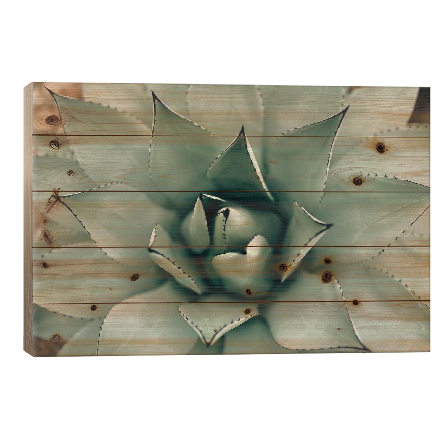 Mint Succulent I Print On Wood by Chelsea Victoria - Multi-Color