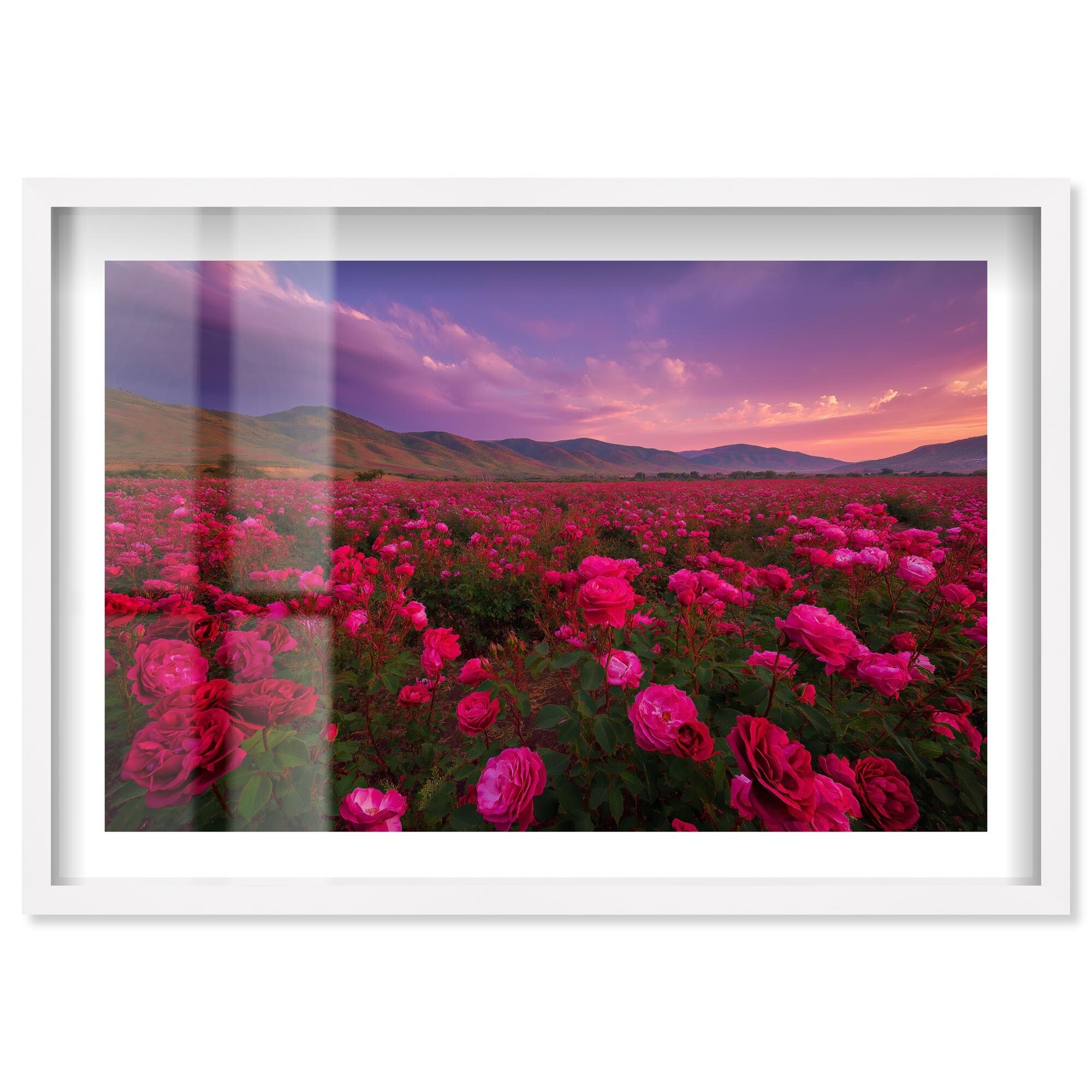 Sea of Roses II Sunset Wall Decor Shadowbox Print by Notoriart