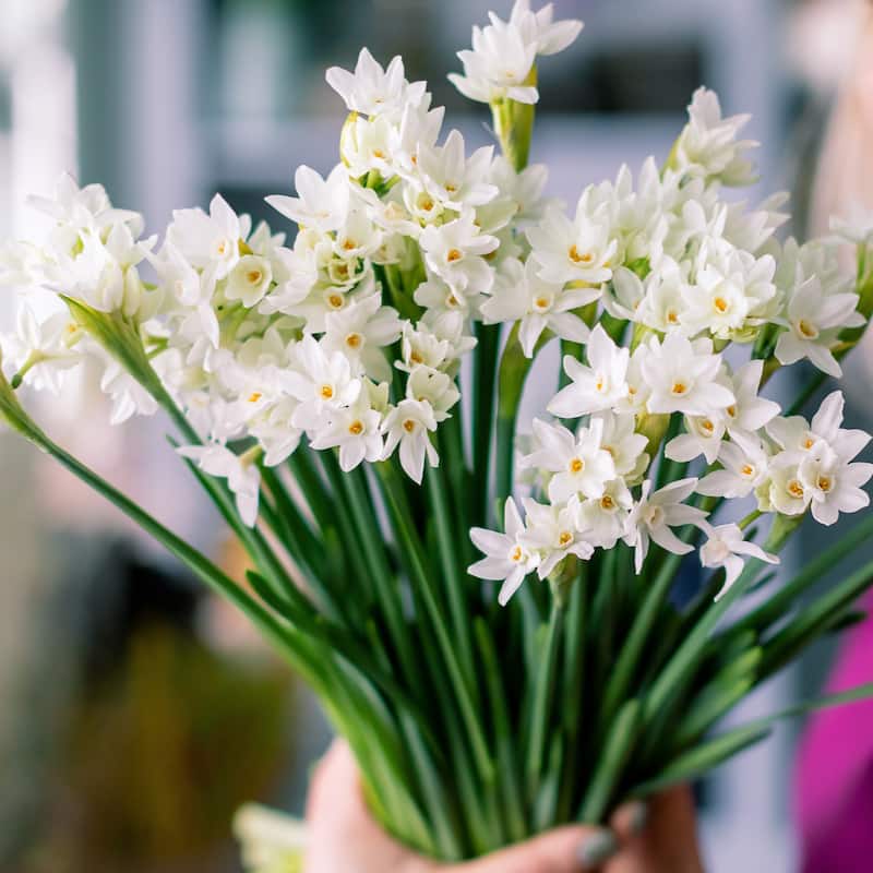 Paperwhite Fragrant Flowers - 9 Bulbs - Spring Blooming White Narcissus - Attracts Butterflies, Bees & Hummingbirds - 9 Bulbs