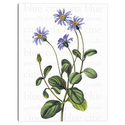 Blue Cineraria Text Canvas Art Print