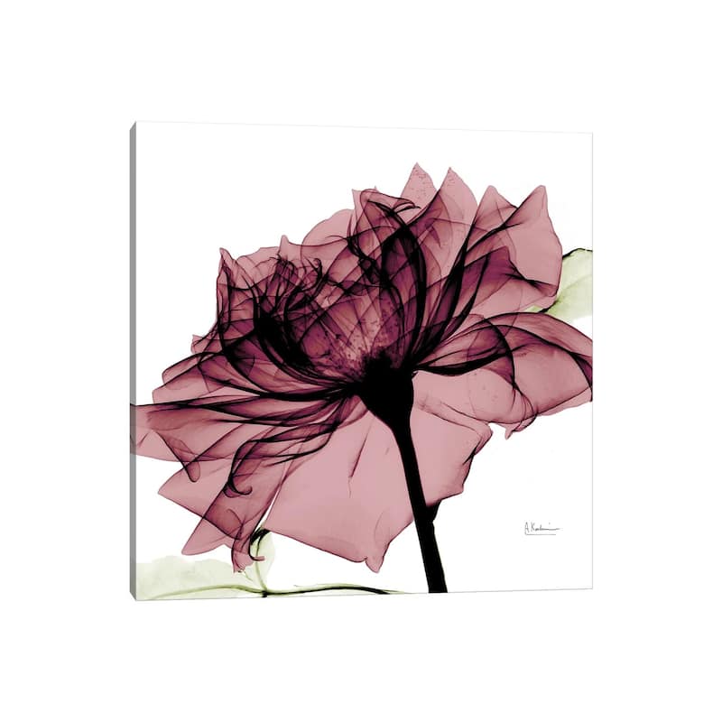 iCanvas "Chianti Rose I" by Albert Koetsier Canvas Print