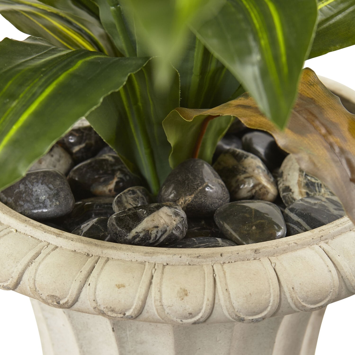 philodendron florida beauty variegated Philodendron Florida Beauty main image 1