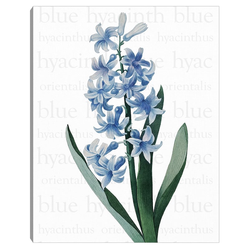 Blue Hyacinth Text by Design Lab Canvas Art Print