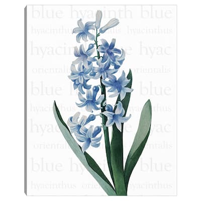 Blue Hyacinth Text by Design Lab Canvas Art Print