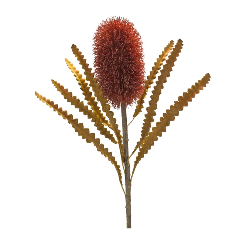 Banksia Stem (Set of 6) - 11 x 11 x 24