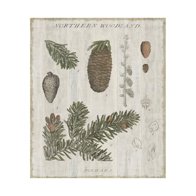 Woodland Chart IV (40 x 50) Canvas Art Print
