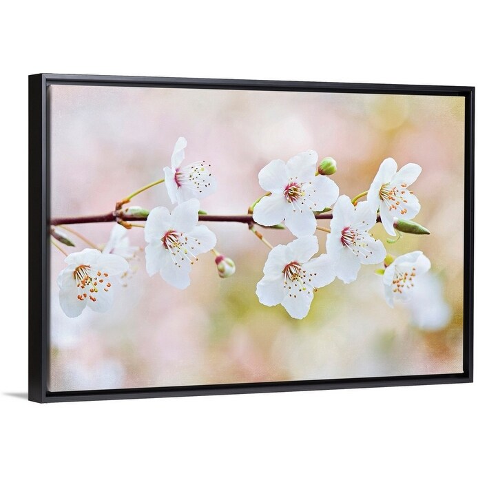 Shop White Flowers Of Spring Cherry Blossom On Single Stem