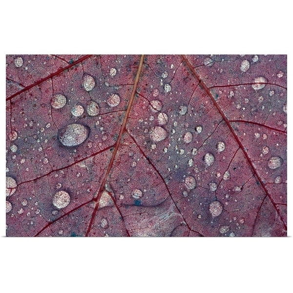 "Water droplets on maple leaf, detail." Poster Print