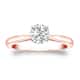 Option Rose