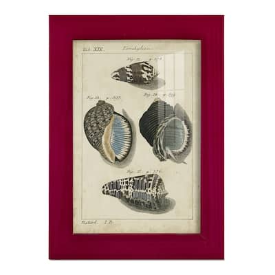 Vintage Shell Study III -Framed Print w/glass-Cherry Red