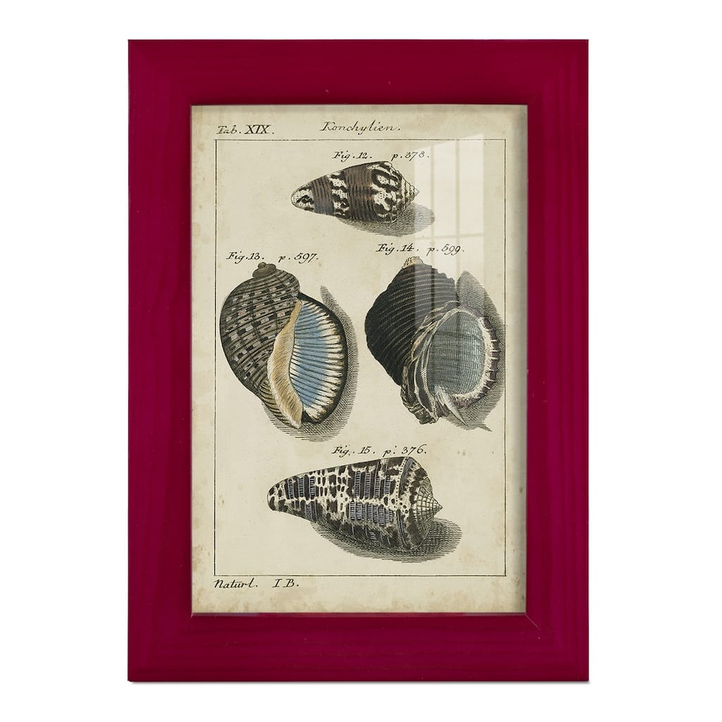 Vintage Shell Study III -Framed Print w/glass-Cherry Red