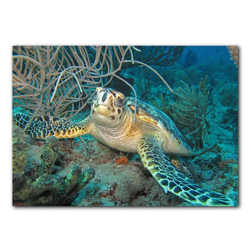 Ready2HangArt 'Turtle' Wrapped Canvas Wall Art
