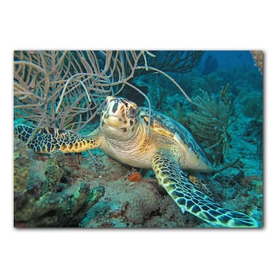 Ready2HangArt 'Turtle' Wrapped Canvas Wall Art