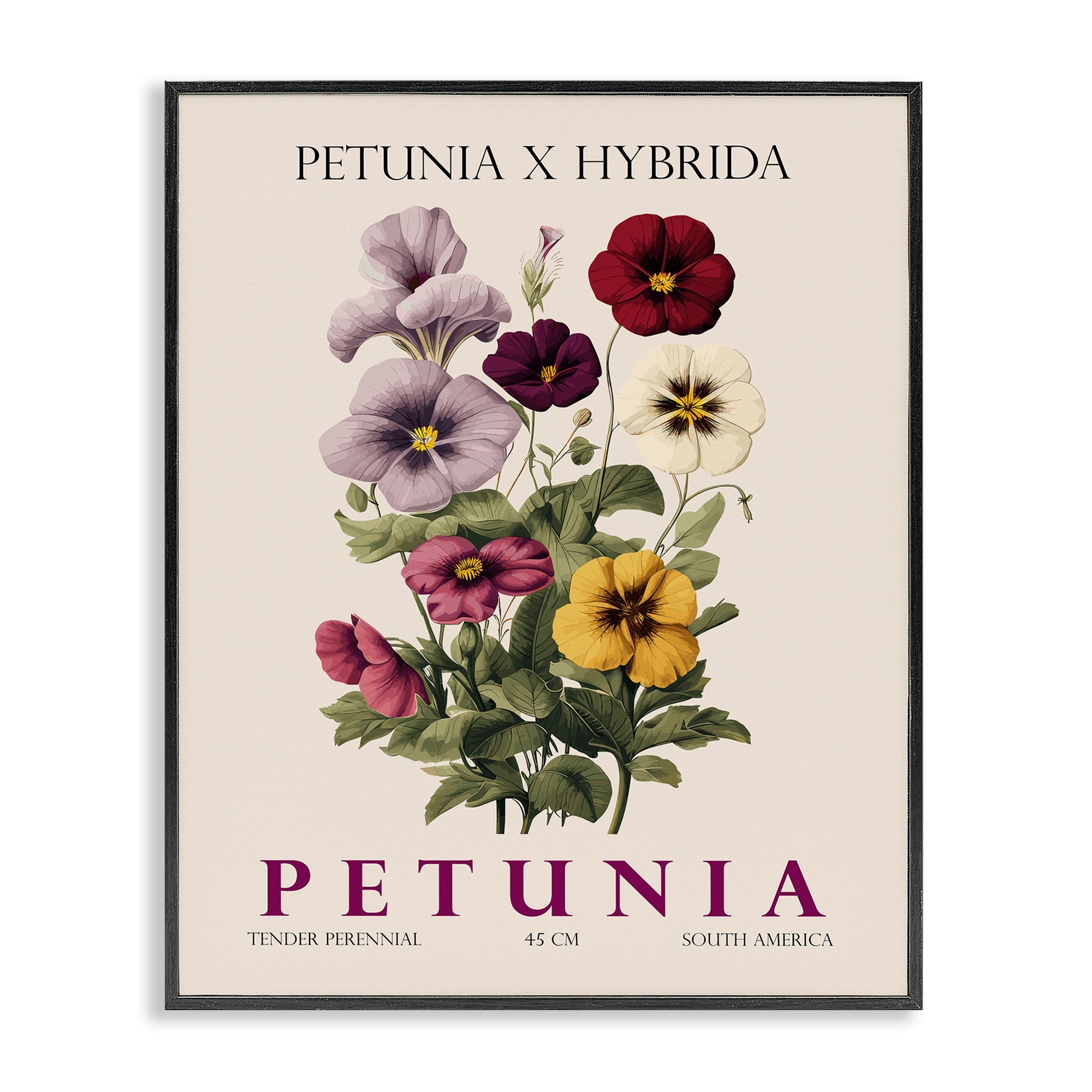 Stupell Natural Petunia Bundle Framed Giclee Art Design By Christopher Giampietro