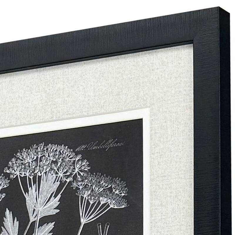Paragon Mono Botanicasl II Framed Art - Set of 2