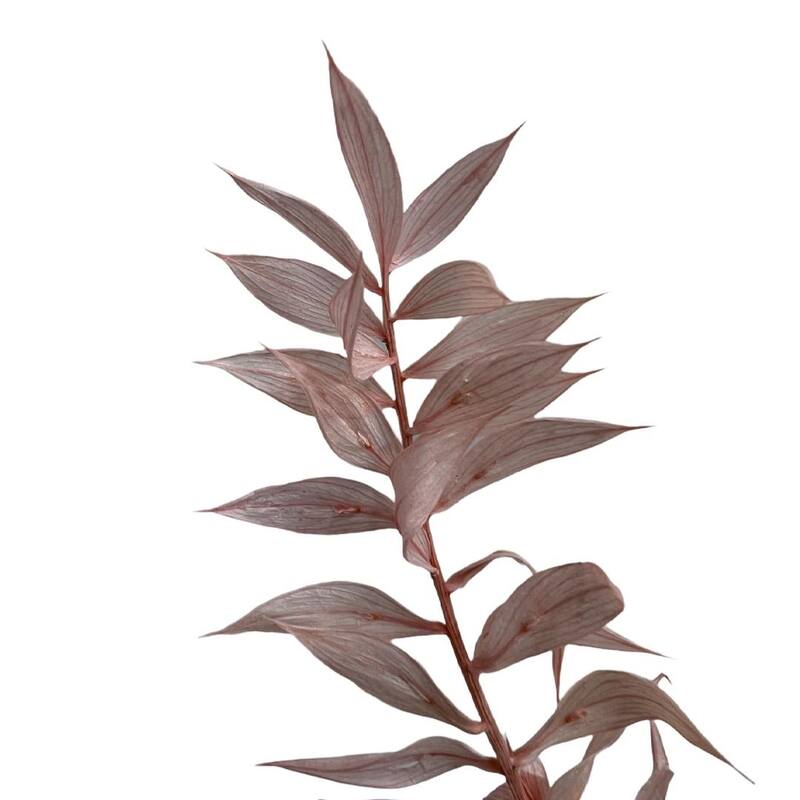 Bundle of 4 Preserved Ruscus,22-24" long - 22-24 inch