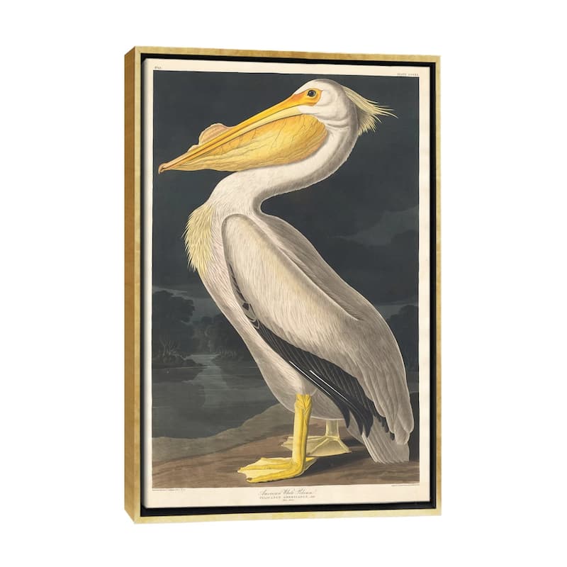 iCanvas "American White Pelican" by John James Audubon Framed Canvas Print - Gold - 40x26