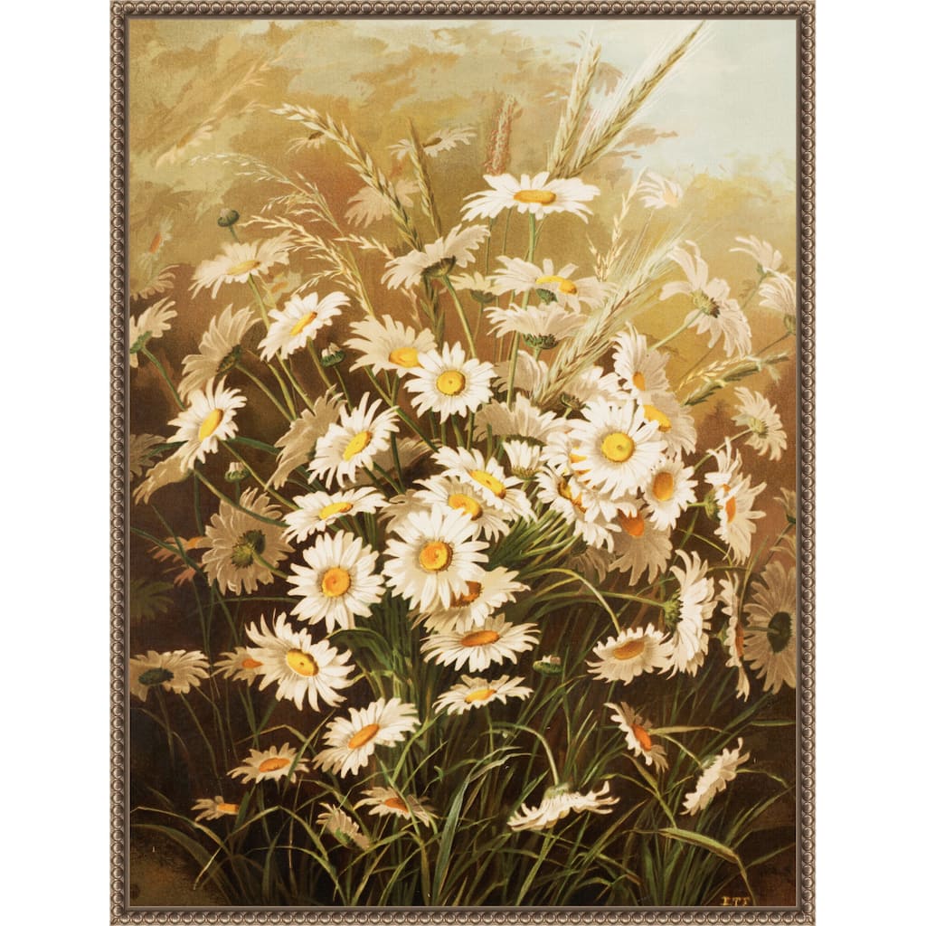 Daisies By Ellen Thayer Fisher by Ellen Thayer Fisher (23 x 30 in.), Framed Canvas Wall Art Print