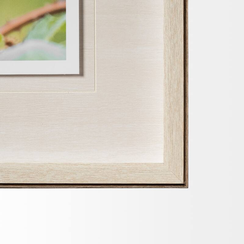 Avian I Framed Art Print