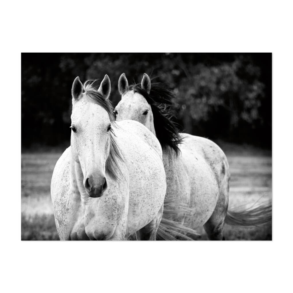Two Wild Horses BW Photography Animals Black White Art Print/Poster