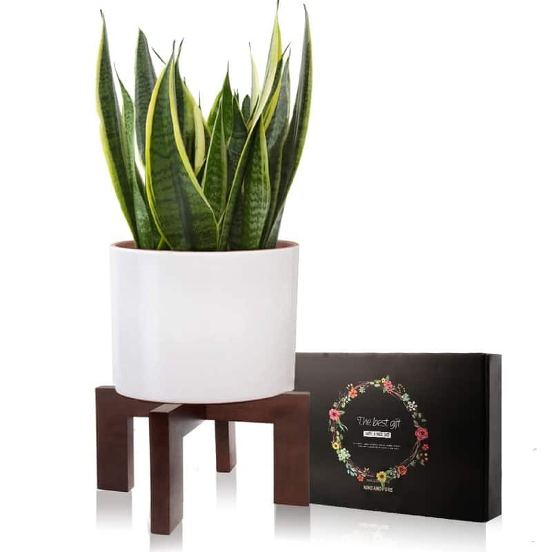 Wood Plant Stand - 11.8 x 11.8 x 7 inches