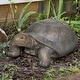 Turtle Statue Simulation Turtle Animal Statue Pond Garden Decoration ...