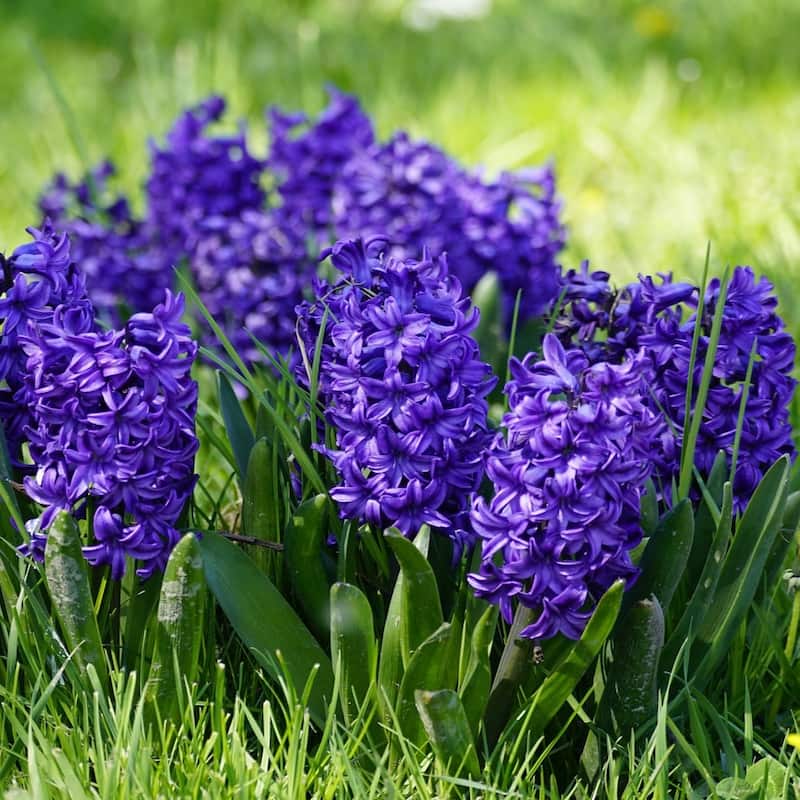 Blushing Blue Double Hyacinth - Fragrant Blue Flowers - 10 Bulbs - Attracts Butterflies, Bees & Hummingbirds - 10 Bulbs