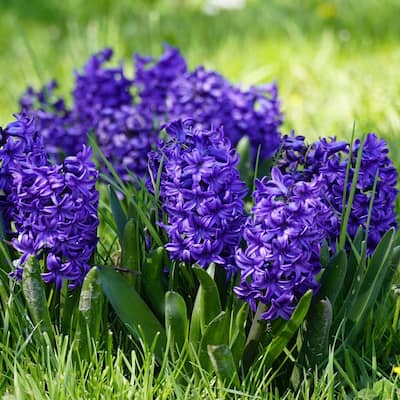 Blushing Blue Double Hyacinth - Fragrant Blue Flowers - 10 Bulbs - Attracts Butterflies, Bees & Hummingbirds - 10 Bulbs