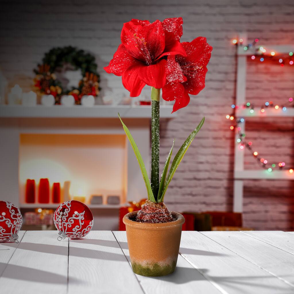 15" Frosted Potted Mini Amaryllis