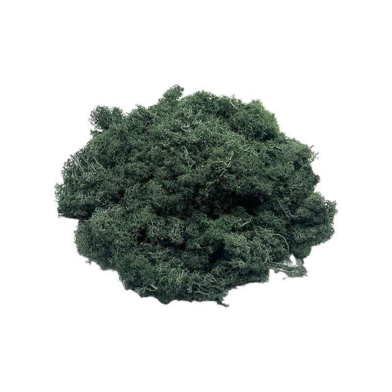 Preserved Reindeer Moss in Multiple Colors