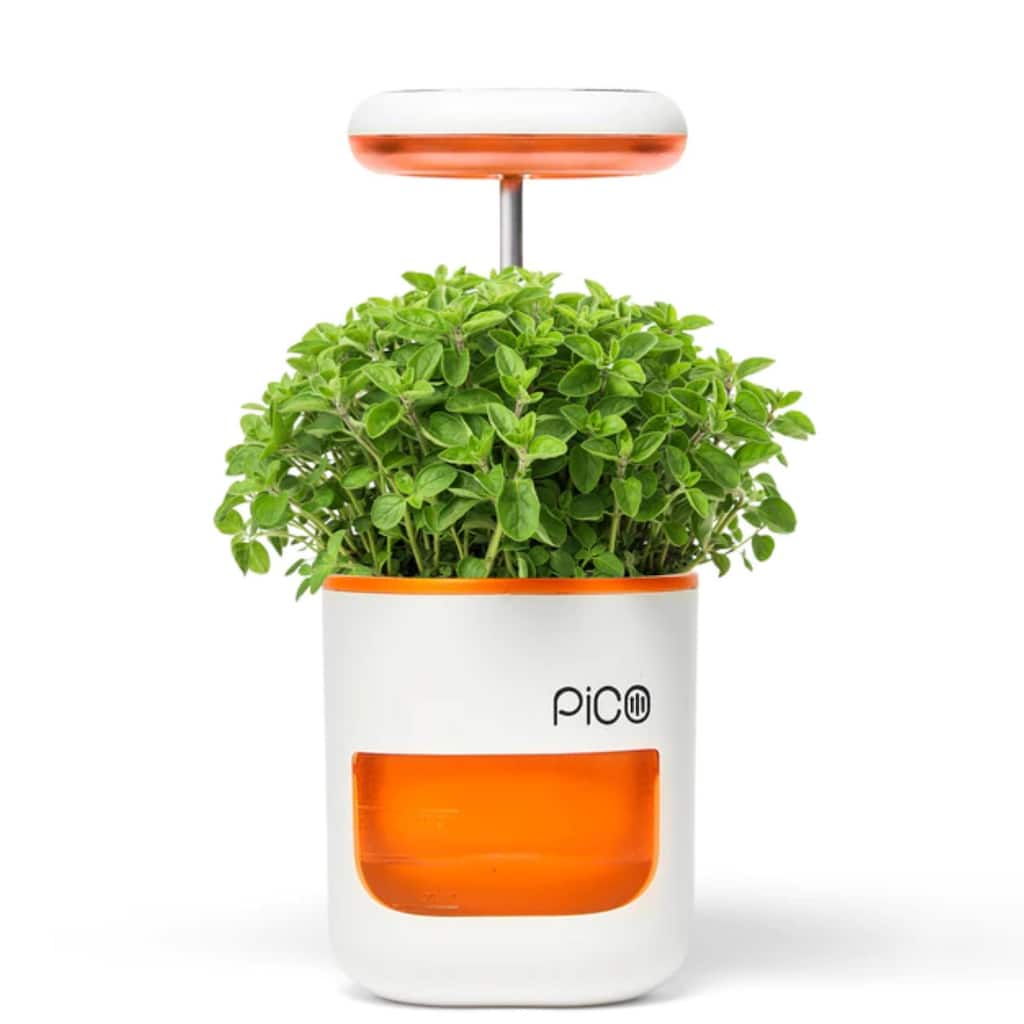Pico Light - Orange