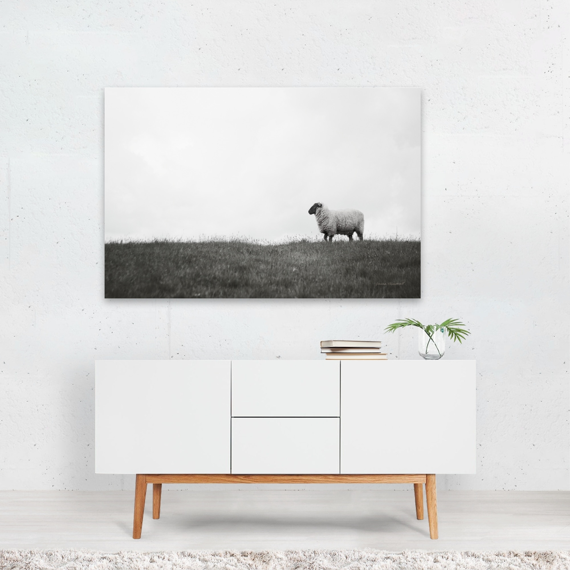 Islay Sheep II Photography Animals Black White Lamb Art Print/Poster - Bed  Bath & Beyond - 34903943