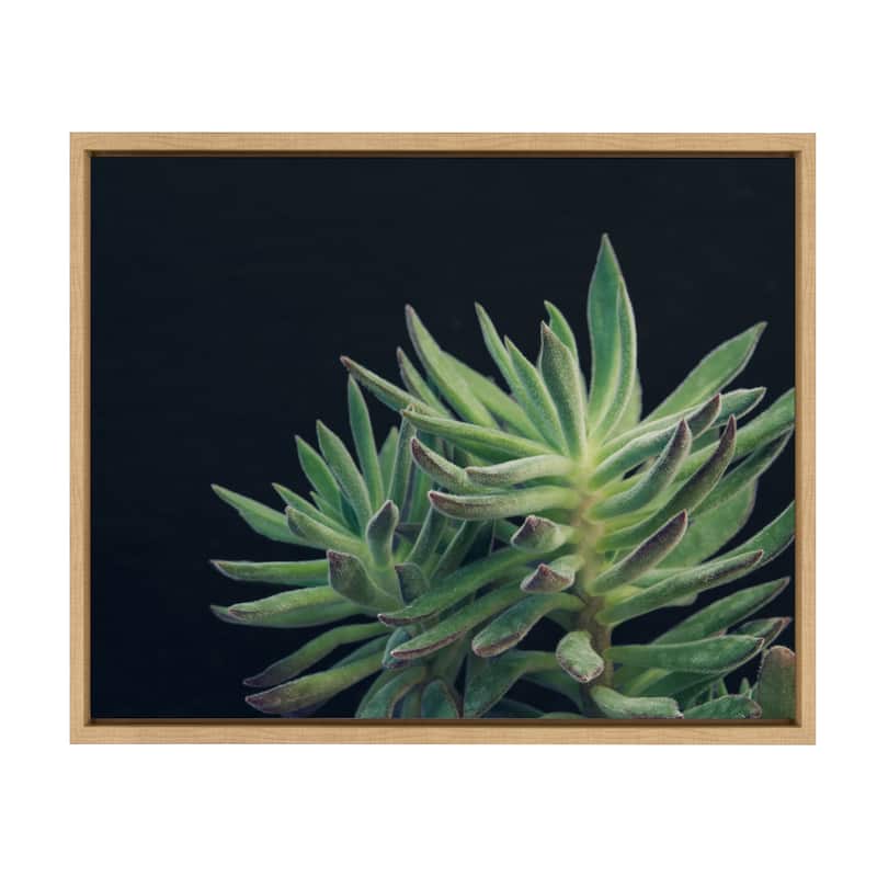 Kate and Laurel Sylvie Succulent 13 Framed Canvas by F2 Images